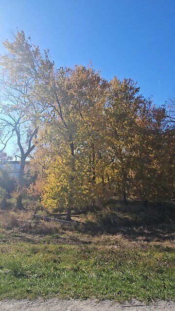 More Golden Autumn Colors