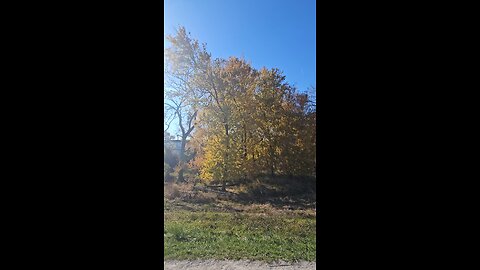 More Golden Autumn Colors