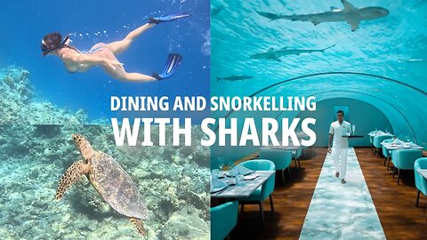 Dining & Snorkeling With Sharks