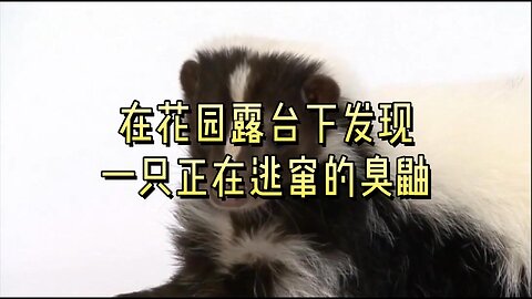 在花园露台下发现一只正在逃窜的臭鼬
