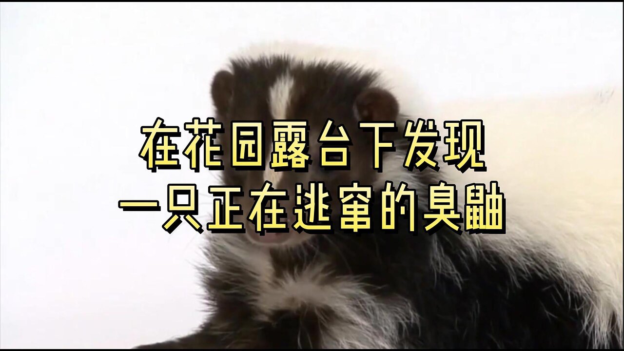 在花园露台下发现一只正在逃窜的臭鼬
