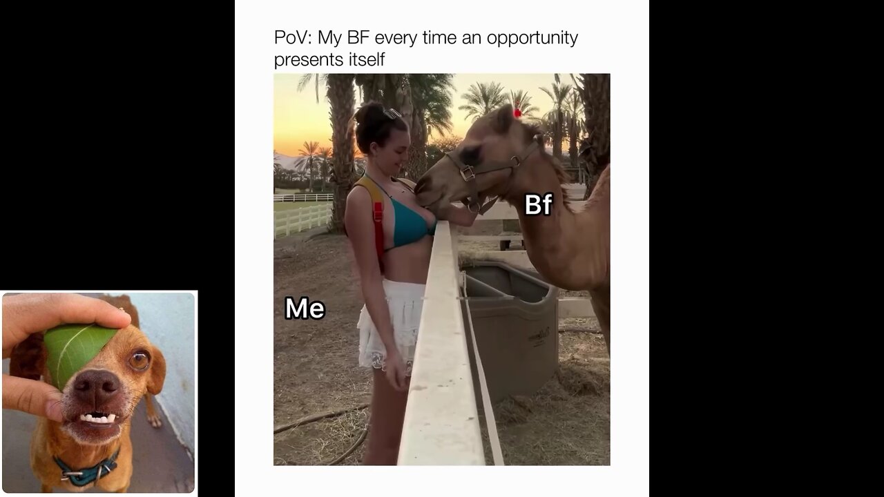 Funny videos compilation 22