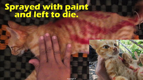 A sick abused kitten covered in paint thrown away. We couldn't save him. #kittens #indonesia #irish
