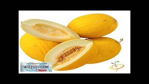 Melon Amarillo Oro – Seeds Review