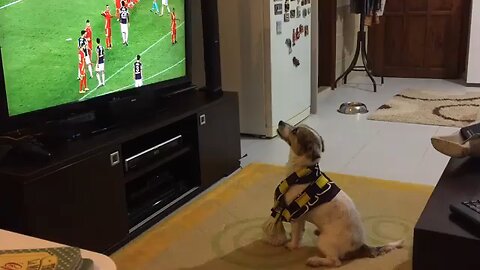 Dog watching football and shows amazing reaction PSN Experiment