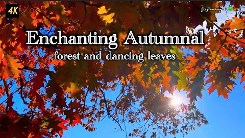 Enchanting Autumnal forest and dancing leaves.🍁🍃🍂 Explore the serene beauty of a colorful forest.