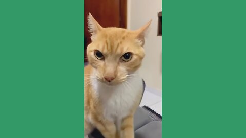 When Cats Get Mad…