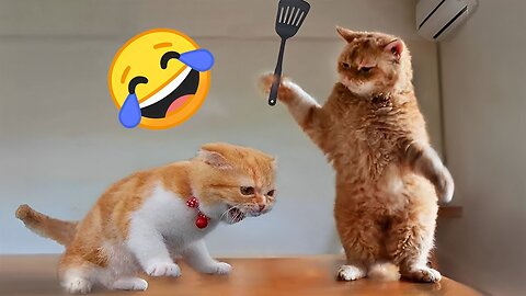 Funniest Animals😂 New Funny Cats and Dogs Videos 😻🐶