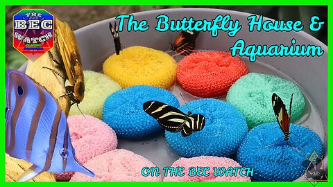 BEC Watch Entries: #37 Butterfly House and Aquarium