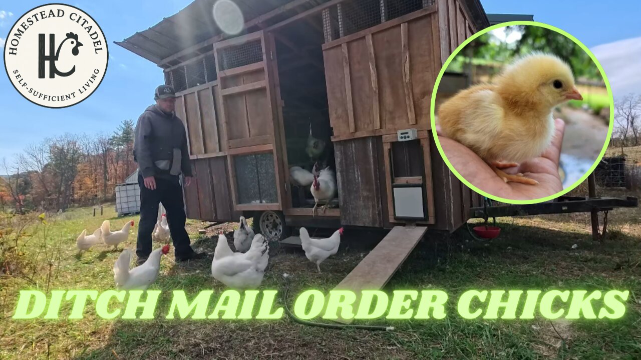 Homestead Chicken Flock Using 200 Year Old Methods (With a Modern Twist)