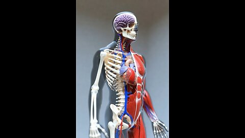 Animation of human body 3danimation3d