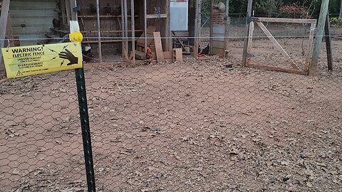 Processing the roosters.