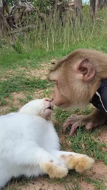 Lovely animal SokYaa, OG, Pao Mom Are Famous Around The World #shorts #anime #trend #edit