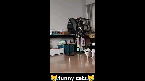 funny cat