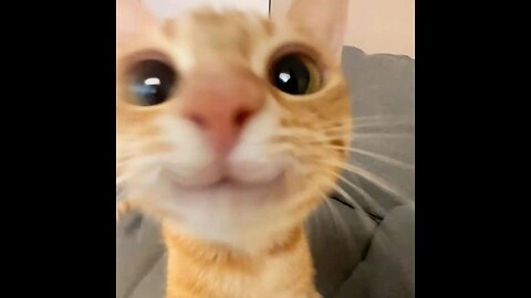 caty fun cat lovers animals cute