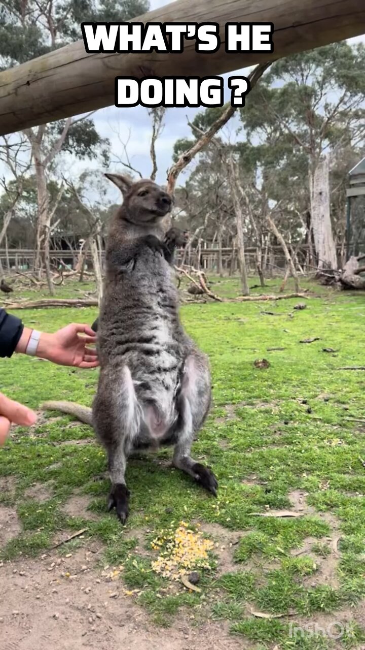 What’s this kangaroo doing ?