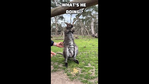 Whatβs this kangaroo doing ?