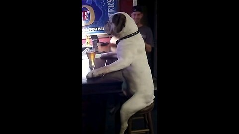 Dog Drinks A Pint In The Pub