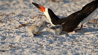 Hatching Day 10 | Part 4: Adorable Black Skimmer Chicks