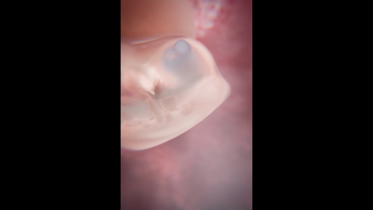 The Moment A Baby's Heartbeat Starts