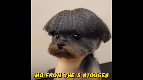 A dog grooming mishap occurred.