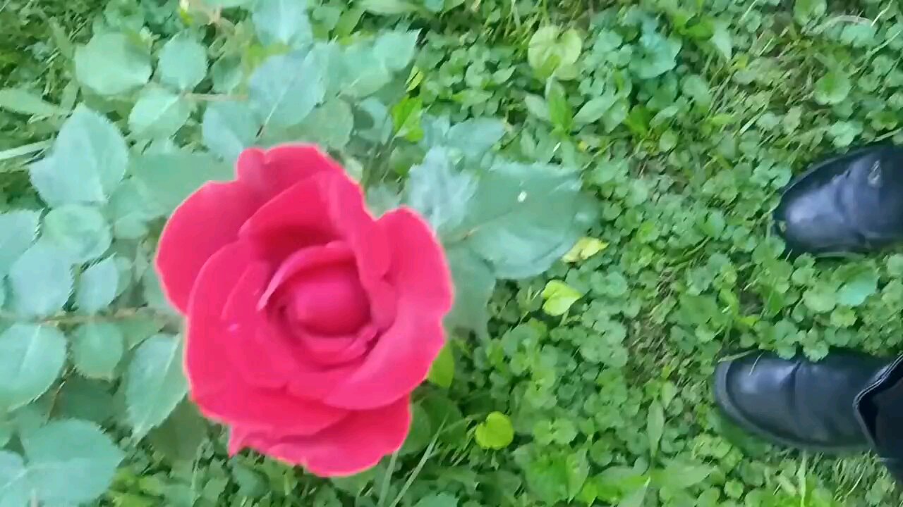 rose bloom 2018