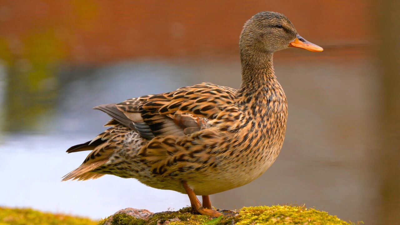 Female Gadwall Duck Preening / Grooming on a Rock