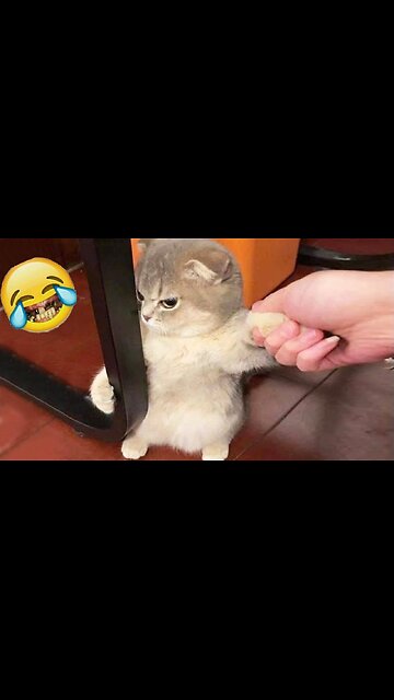funny and cute cats