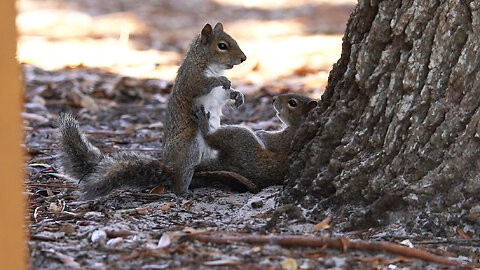 Young Squirrels at Play