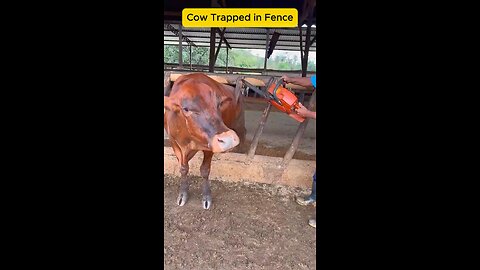 Calf Leaps Over Gate, Barely Avoids Man #cowcalf #short