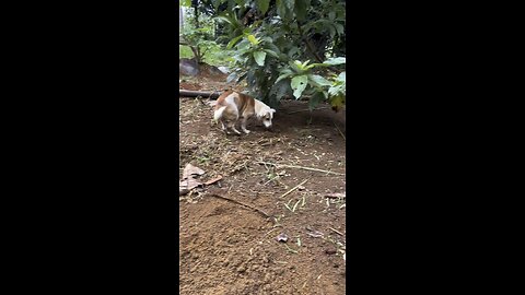 Silly dog, cured himself by fastinf