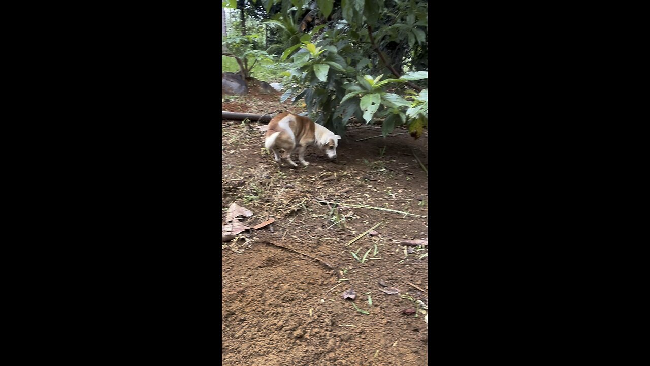 Silly dog, cured himself by fastinf