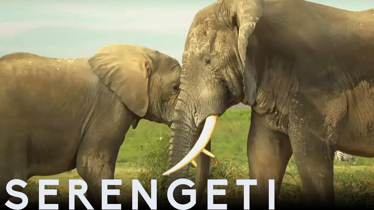 Tembo The Elephant Is Accepted by New Herd