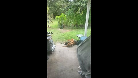 cats