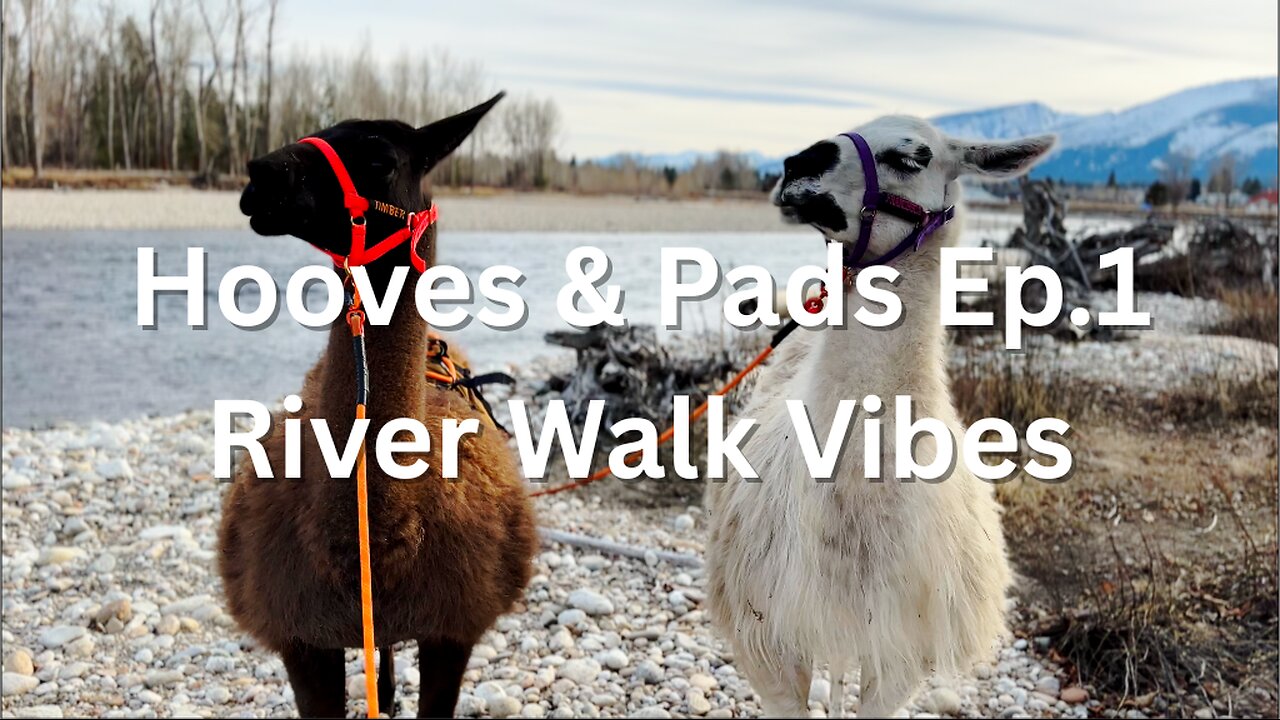 Hooves & Pads Ep. 1 - River Walk Vibes