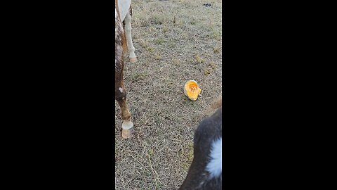 Pumpkins for the first time. (Pt.1)