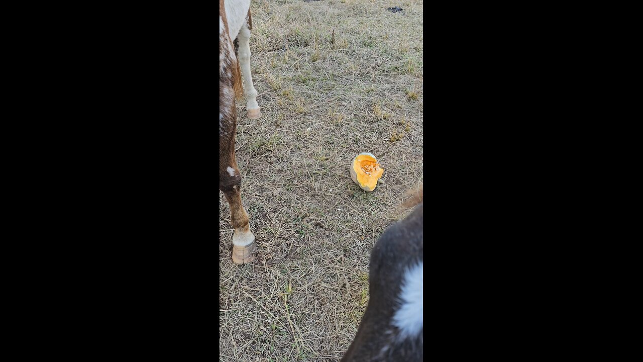 Pumpkins for the first time. (Pt.1)
