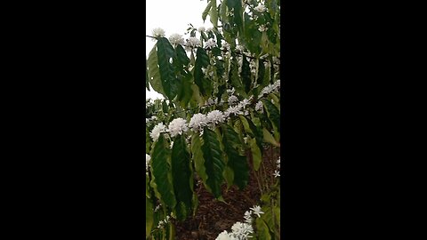 florada do café