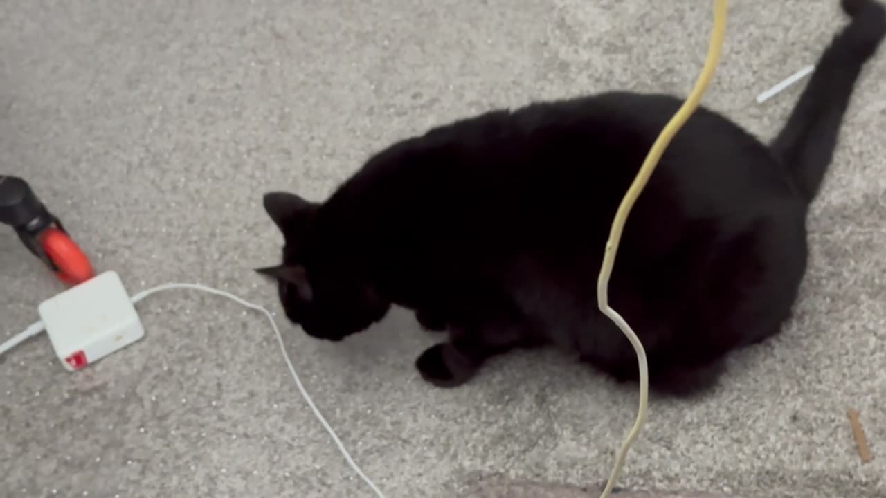 Cute Precious Piper Protects from Safety Issue - Adopting a Cat from a Shelter Vlog