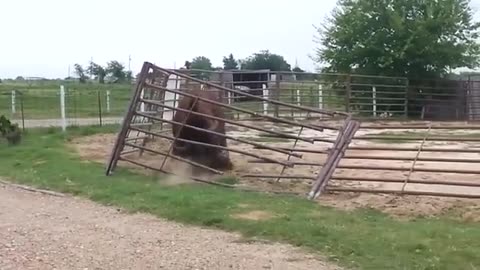 African Bison