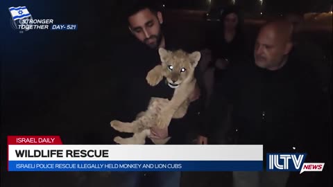 Paws and Order: Police Rescue Lion Cubs and Monkeys