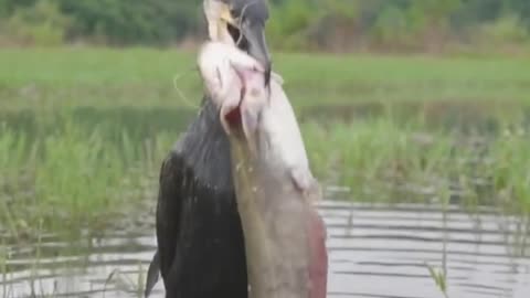Bird catching fish