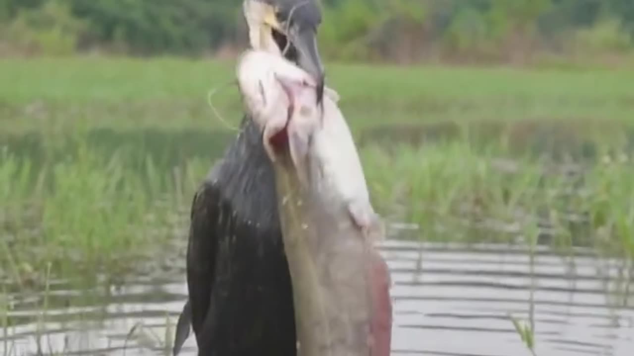Bird catching fish