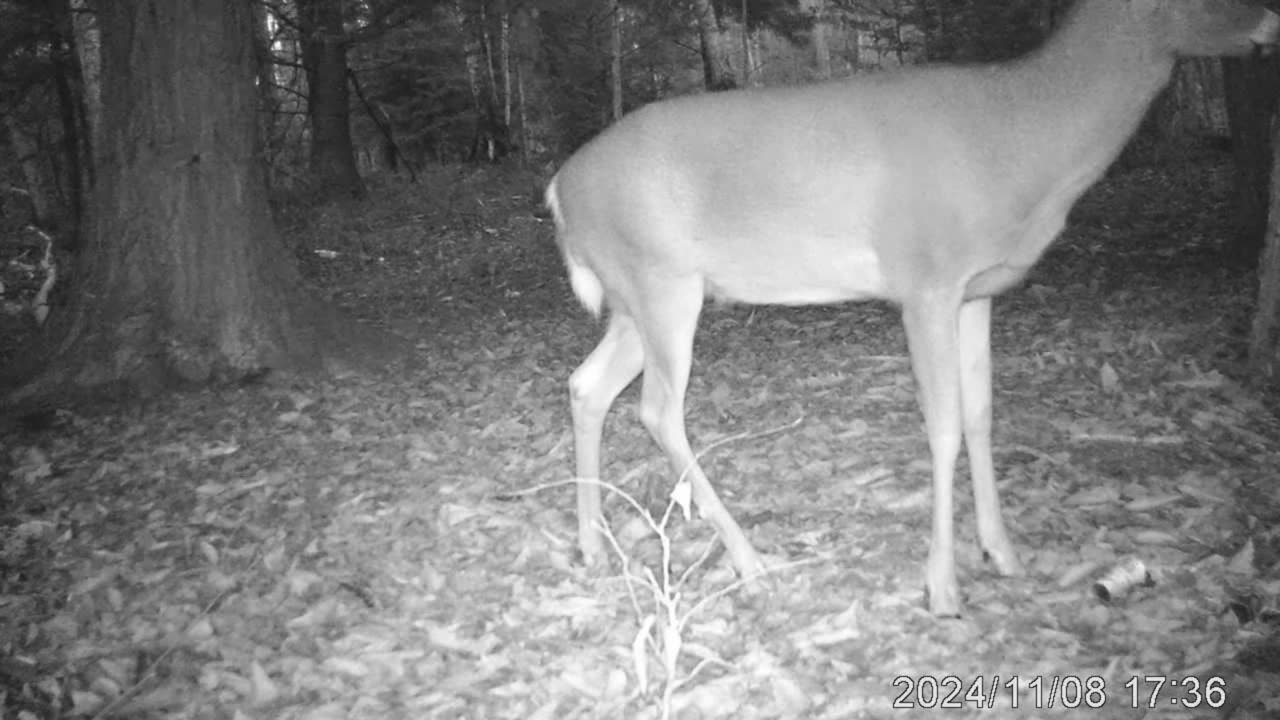 Trail cam 7