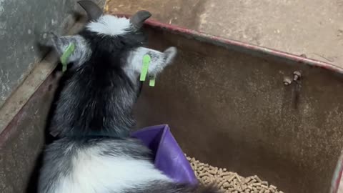 Pickle the Pygmy Goat