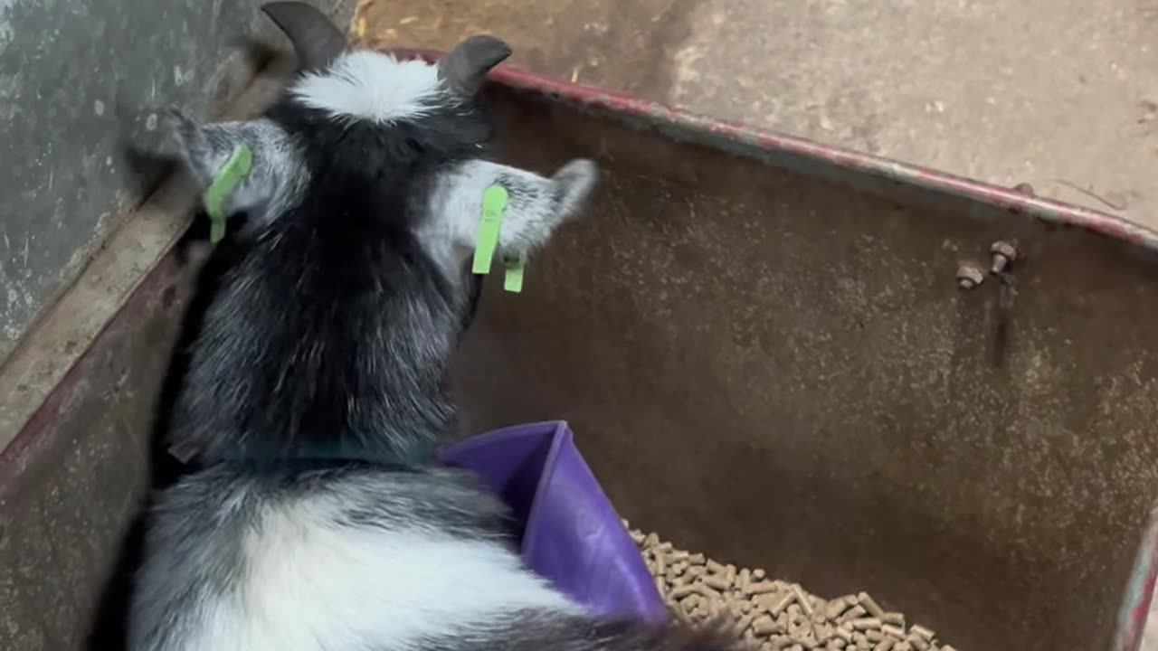 Pickle the Pygmy Goat