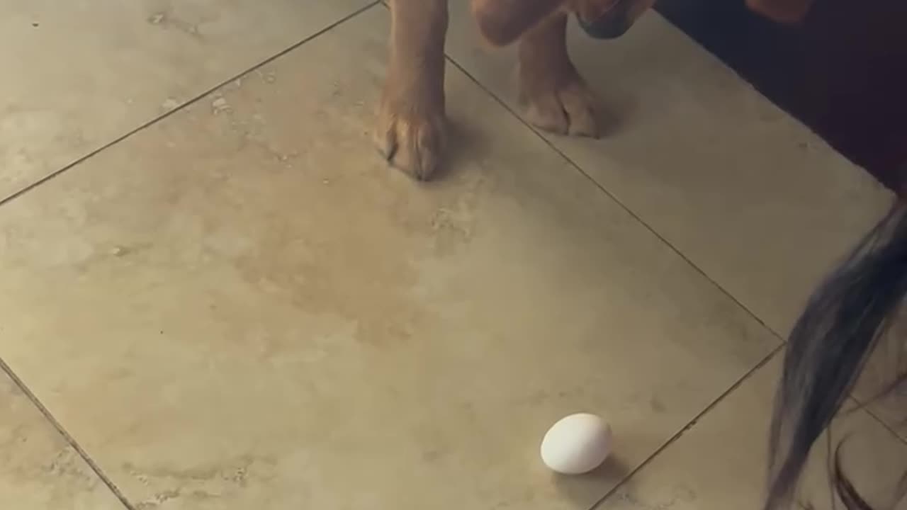 Golden Is Not Gentle With Egg