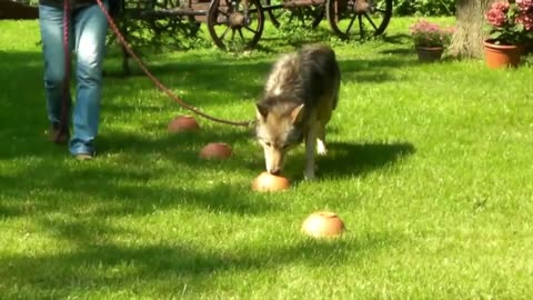 Wolf Olfactory Test