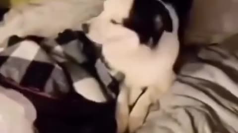 Look at these dogs
