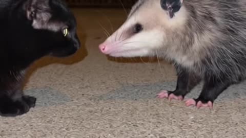 🐾👀 Black Cat vs Possum: The Ultimate Staring Contest